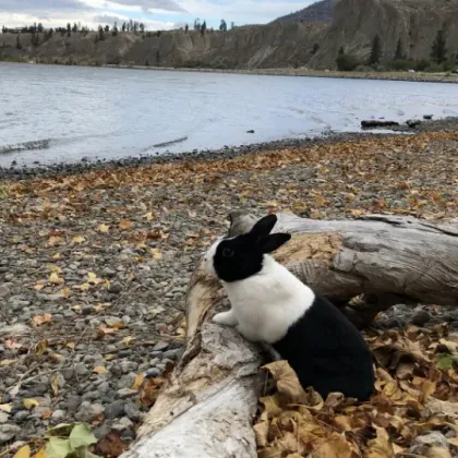 Bunny on a beach