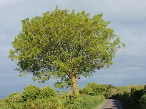 Tree